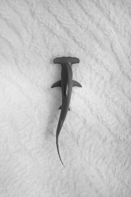 Hammerhead